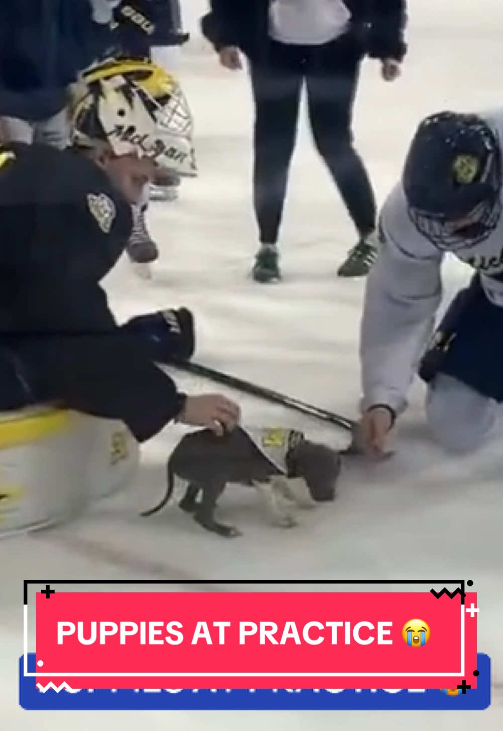 Michigan’s hockey team had rescue puppies out on the ice during their practice 🥹 @Michigan Hockey (via Ryan Zuke/@MLive) #hockey #puppy #hockeytok #hockeyplayer 