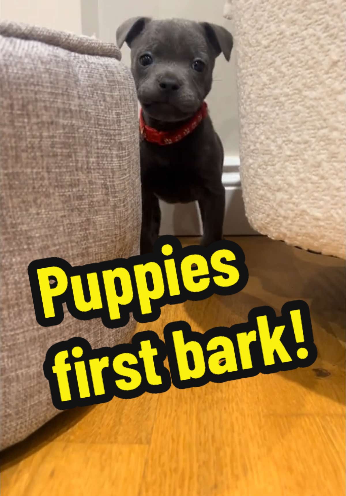 Stanleys first bark!🤩🤩🤩 Magic moment catching his first bark on camera whilst playing 🤩🐶 #staffordshirebullterrier #firstbark #puppylove #puppydog #staffy #bluestaffy #viralvideos #firstword #tiktokdogs #dogsoftiktok #magicmoment 