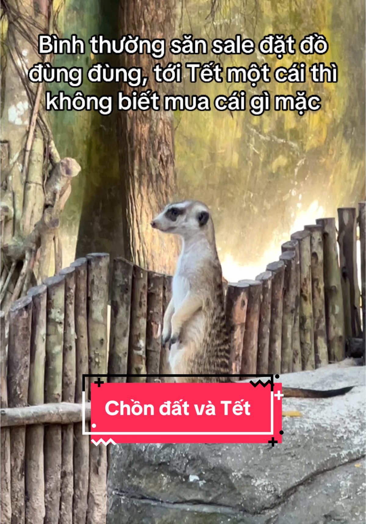 Tết này mặc gì??? #VinWondersPhuQuoc #Vcreator #SafariPhuQuoc #GrandWorldPhuQuoc #WakeupFestival #vinpearlsafariphuquoc #safaripq #vietnam #dulichphuquoc #phuquoc #2025 #meerkat #fyp #xuhuong #trending #dongvat 