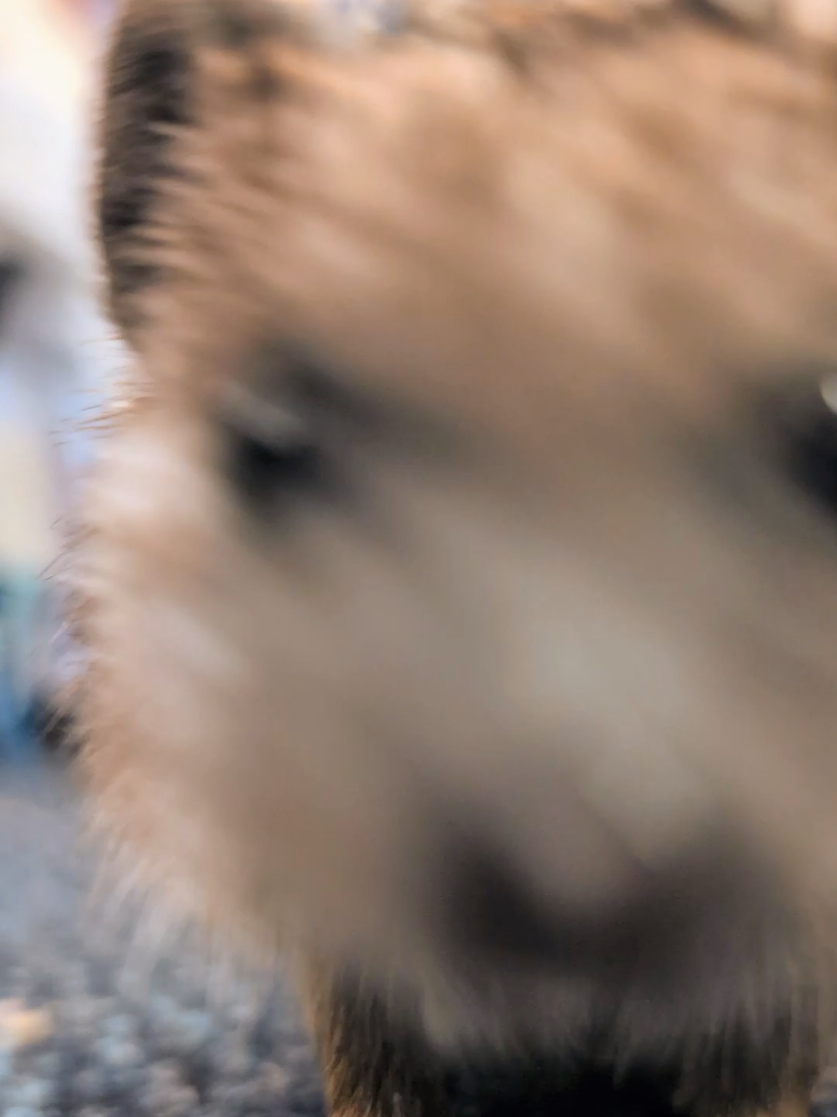 Hedgehog #asmr 🥰🤎 #hedgie #hedgehogs #hedgehogsoftiktok #hedgehog #Love #hedgehoglove 