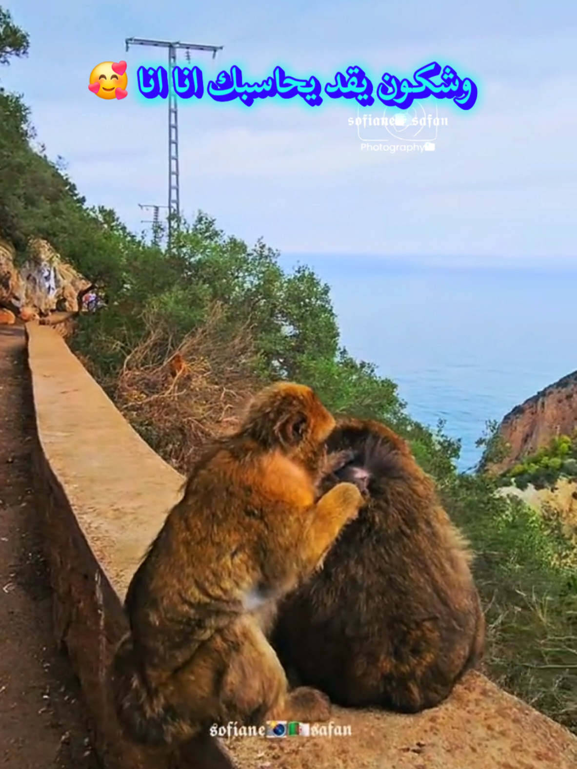 🐵❤️🐒 والا ڤالو راجلك انا انا #monkey #macaque #magot #chimpanzee #capcarbon_bejaia #bejaia #chebhamidou #sofianesafan @Cheb Hamidou