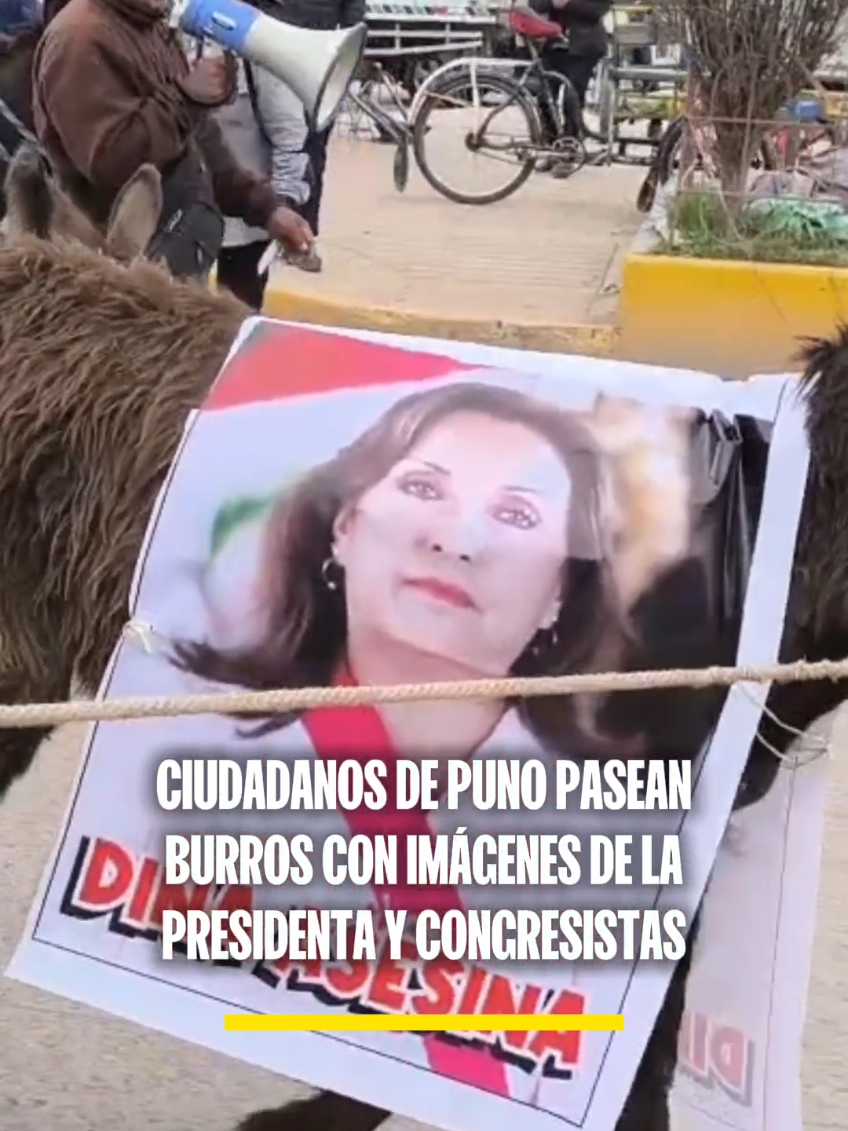 Ciudadanos en Puno pasearon con burros que tenían imágenes de la presidenta Dina Boluarte y los congresistas de la región. #LatinaNoticias #DinaBoluarte #Congreso #Perú #NoticiasPerú #Puno