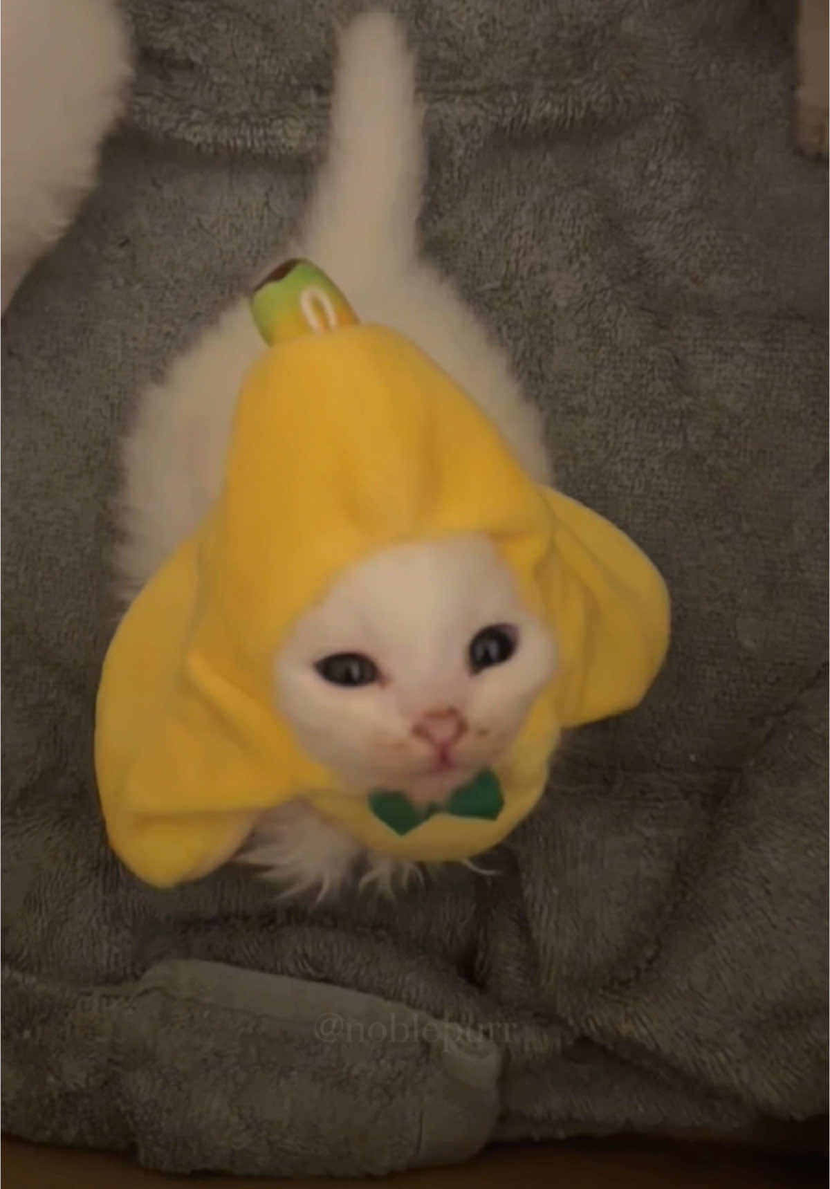 Banana Kitten #noblepurr #purrcore #car #kitten  