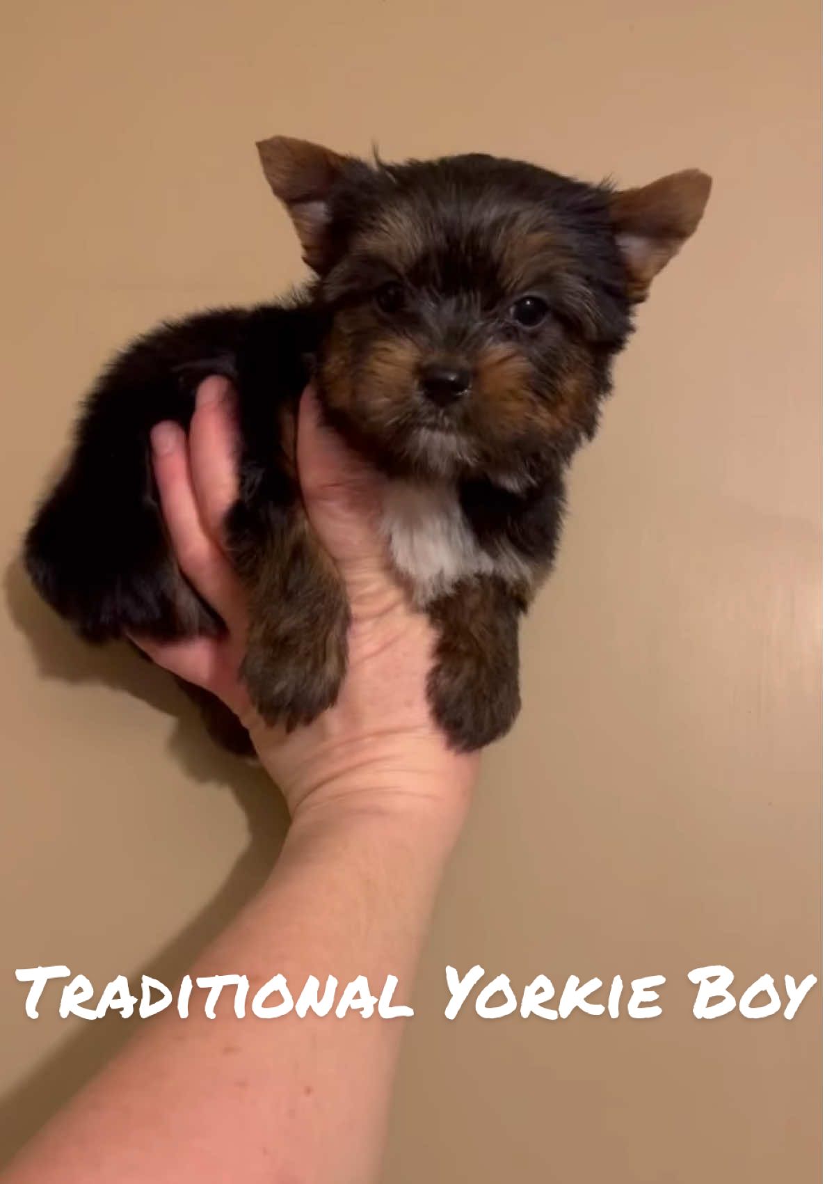 #yorkie #lovers #aroundtheworld #traditional #boy #puppiesoftiktok #beautiful #small #puppy #healthy #quslity #pup #a #blessing #available #7 #weeks #old #kentucky #Kydivineyorkies 