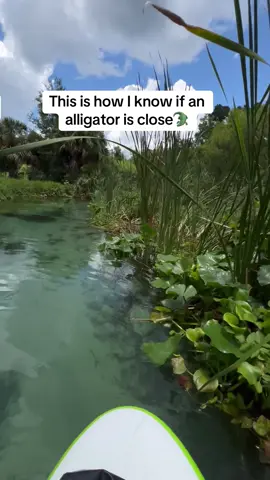 GATOR CHECK #inflatable #paddleboard #speings #alligator #clearwater