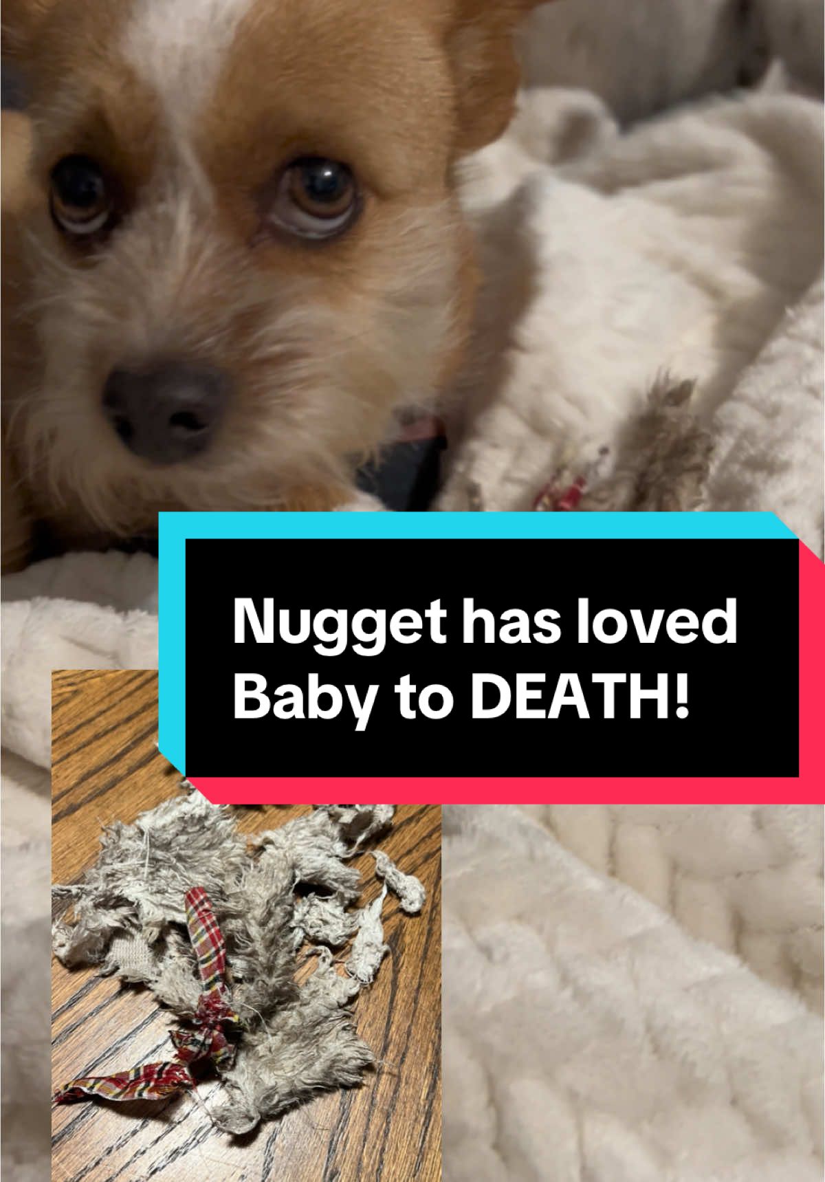 Nugget has loved her baby to death - literally!  When it is time for bed, she grabs baby and heads to bed, when she is outside and I’m trying to get her to come in I yell, “Nugget - I got your baby” and she hauls butt inside. Baby is in shreds. She’s been loved to the end. #dogsoftiktok #dogmomlife #doglover 