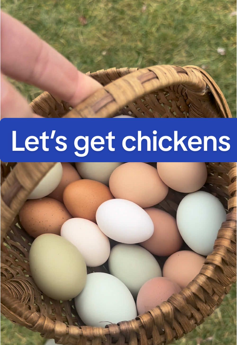 Types of chickens… 🐔 Egg layers! These are my specialty. I love the variety here…personality, egg color, size of the chicken…the only problem: chicken math will make you want them all!!  🐔Meat chickens! I’m not a meat chicken girl (although I very much respect those who process their own meat and give their birds a good life first). If you are looking for meat chickens, Cornish cross are going to grow pretty quickly and have a hard time sustaining life long term. Freedom rangers forage more and grow a little slower. You’ll also find broilers out there as well. If you want egg layers though…don’t buy those on accident!  🐔Dual purpose chickens! These are egg layers who grow big and are able to be processed for meat or you can just let them live a happy life as egg layers. Orpingtons, Sussex, Plymouth rocks are common.  Drop your questions in the comments! If you already have chickens, tell the newbies your favorite breed!! #raisingchickens #letsgetchickens #purelychickens