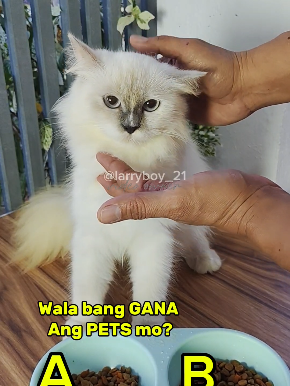 lagging ubos Ang food ng cats at dog ko pag hinahaluan ko nito👍 #catfood #dogfood #pickyeaters #petlovers #catfoodtoppers #dogfoodtoppers #pets #cats #catsoftiktok 