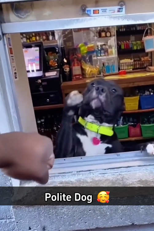 Polite dog 🥰#funny #dog #funnydog #Love 