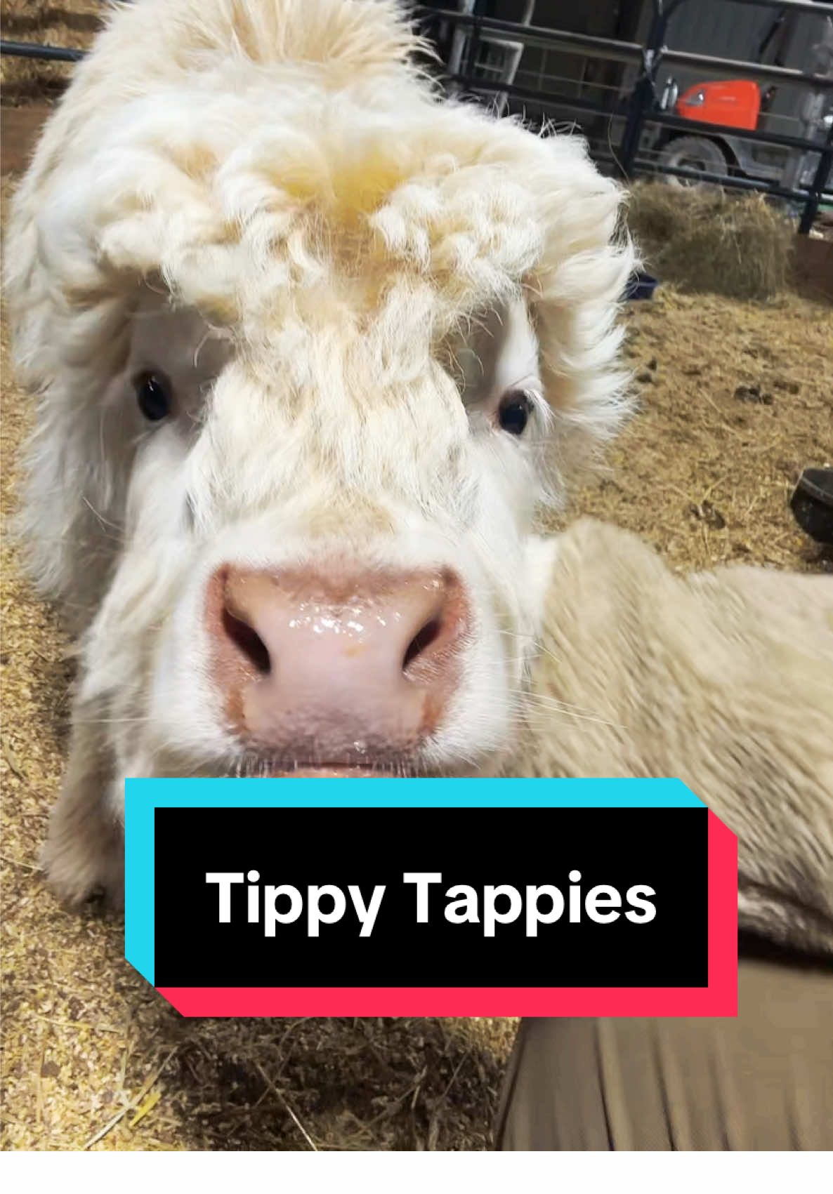 Tippy Tappies in the dark🐮 #pearlpepperandpeanut #minicows #fluffycow #minicowsoftiktok 