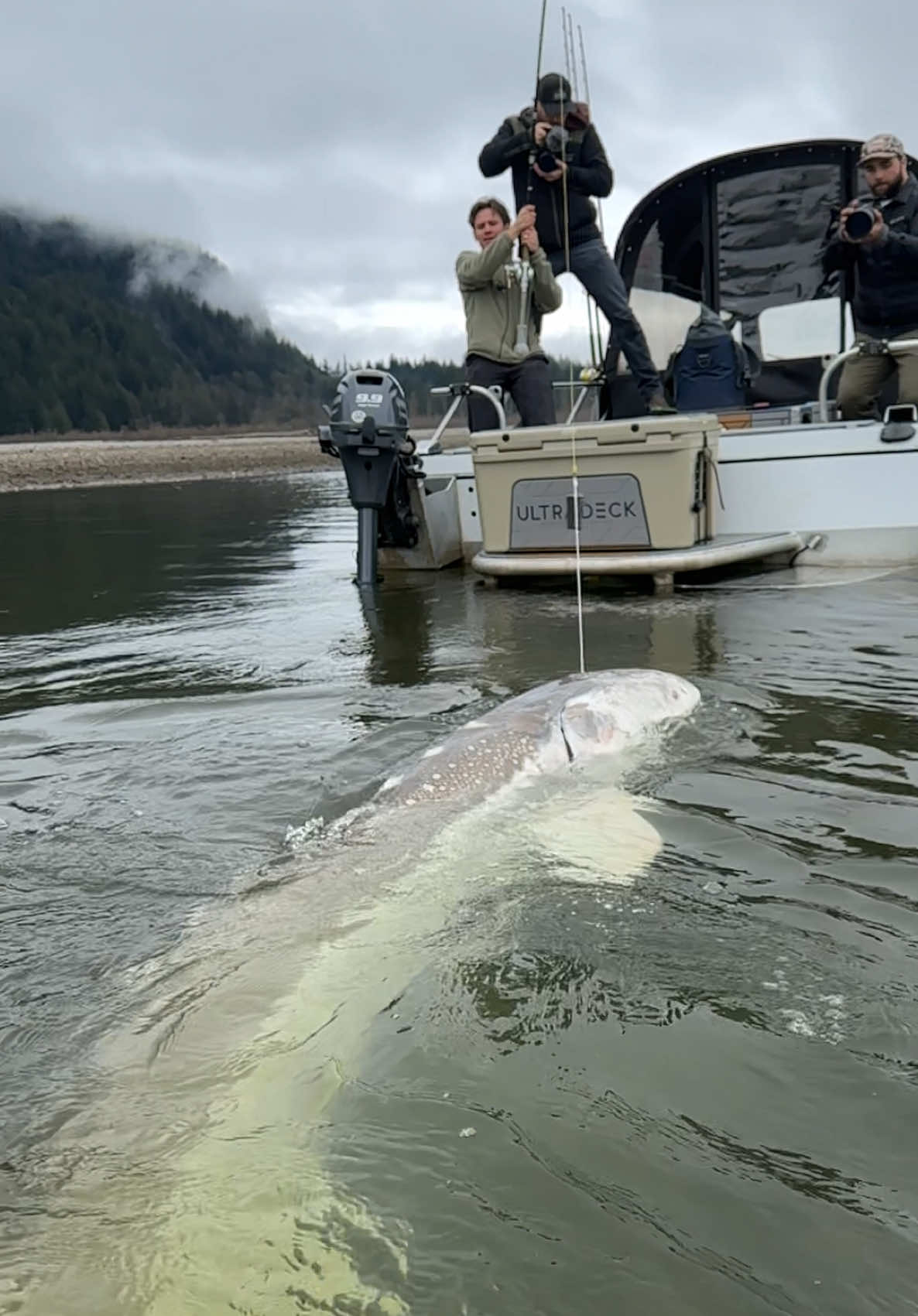 January fishing is producing some huge fish!👌🐟 #giant #fish #wow #sturgeon #sturgeonfishing #bucketlist #fishingtrip #sturgeonco #fishingcharter #2025goals 