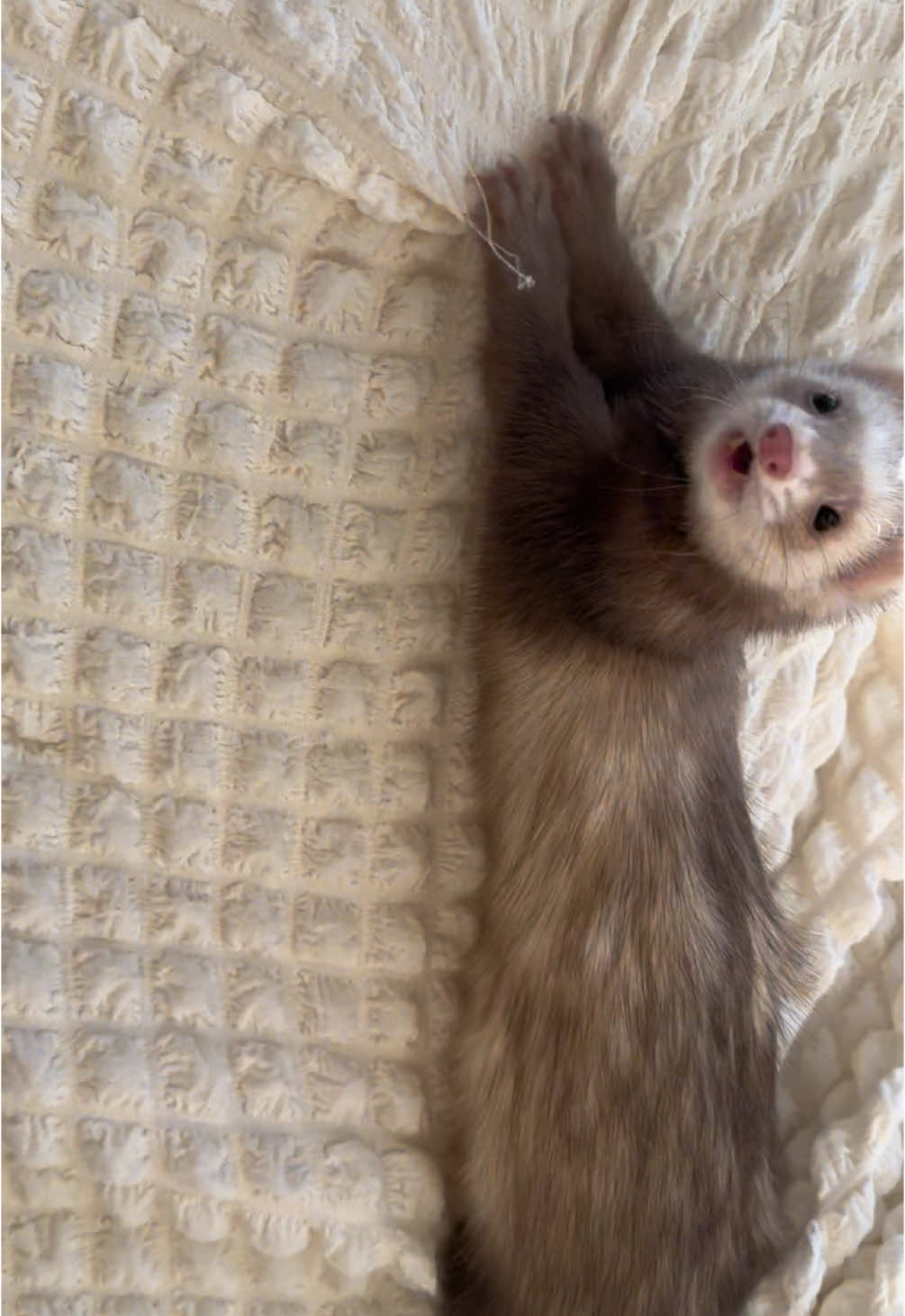 #フェレット #ペット #小動物 #ferret #変な生き物 #もふもふ #ふわもこ部 #可愛い#楽しい#変な遊び