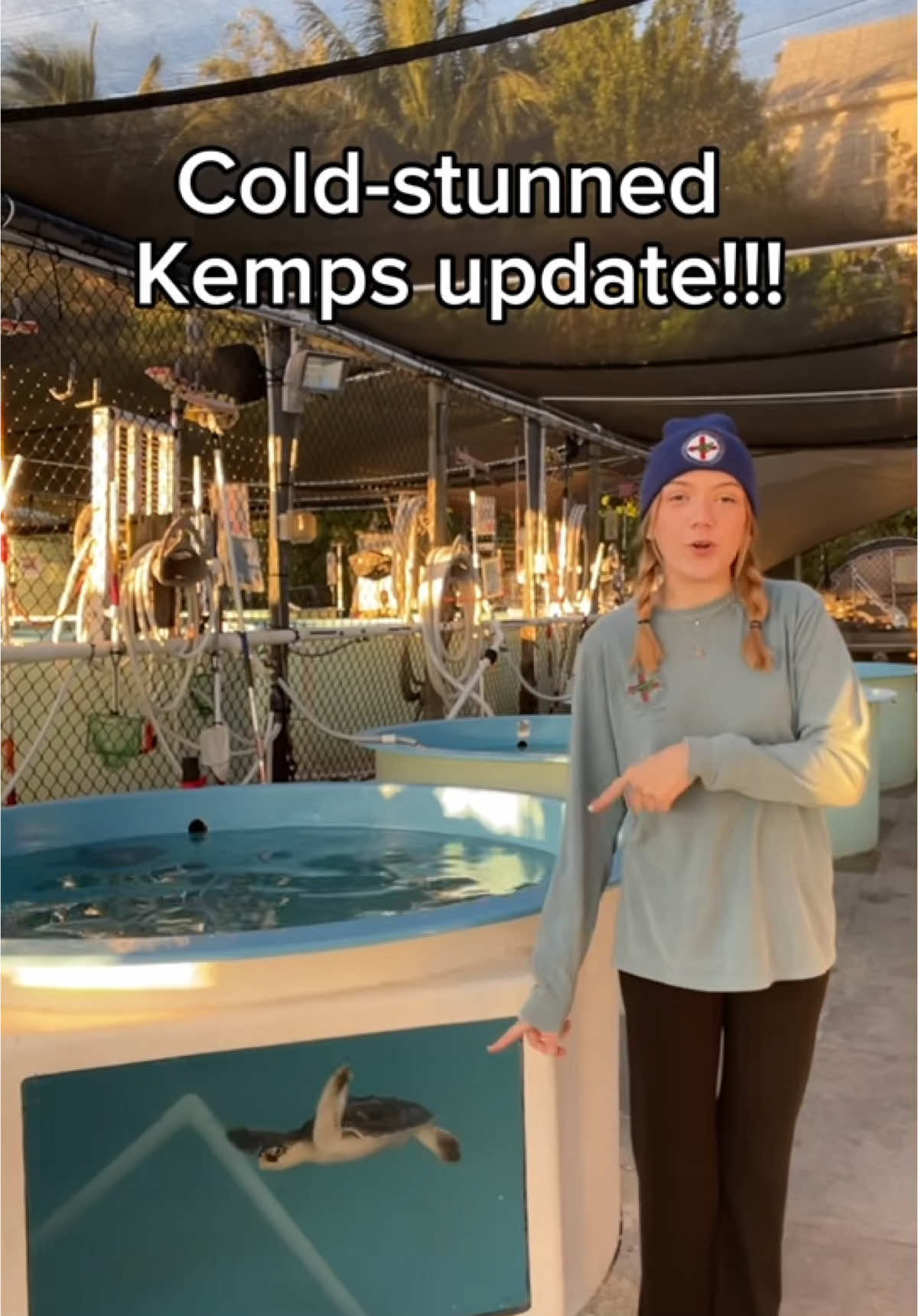 An update on the cold stun Kemp’s Ridley Sea Turtles! 🐢❄️ #kempsridleyseaturtle #kempsridley #kempsridleyturtle #rescuerehabrelease #seaturtlerescue #turtle #turtlehospital #marathonturtlehospital #theturtlehospital #sea #seaturtle #seaturtles #science #nature #turtletok #ocean #beach #seaturtlehospital #seaturtlerehab #wildlife #floridakeys #STEM #education #animals #animaltiktok #fyp #seaturtlelove #patient #savetheturtles 