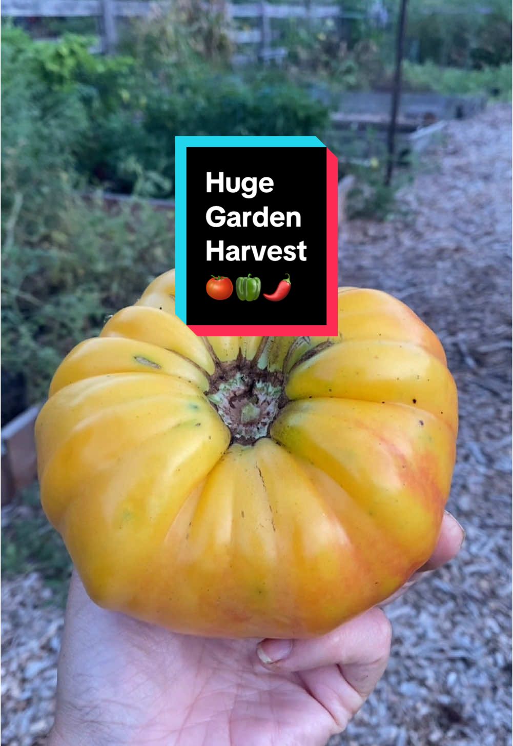 This August #harvest includes cantaloupe, tomatoes, ground cherries, and spicy and sweet peppers from my summer #backyardgarden. I remember making melon sorbet, tomato sauce and pepper jelly from this #gardenharvest. You can #growyourownfood and have your own #harvesttime too! 