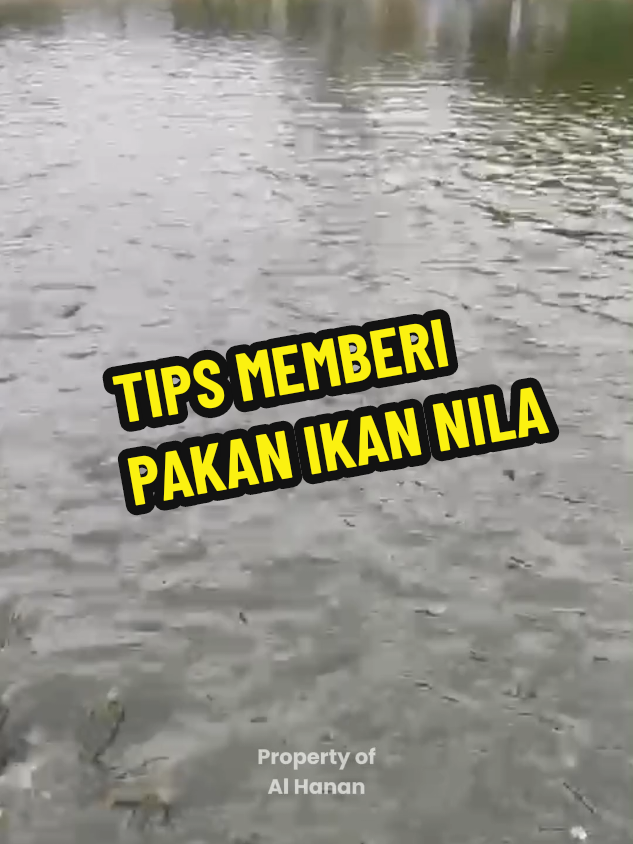 cara memberi pakan ikan nila yang baik #budidayaikan #ikannila #santrimandiri 