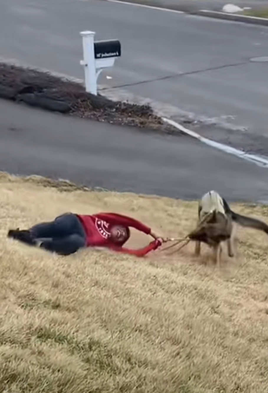 Being led by a dog.🤣#dog #funny #funnyvideo #dogtiktok #cute 