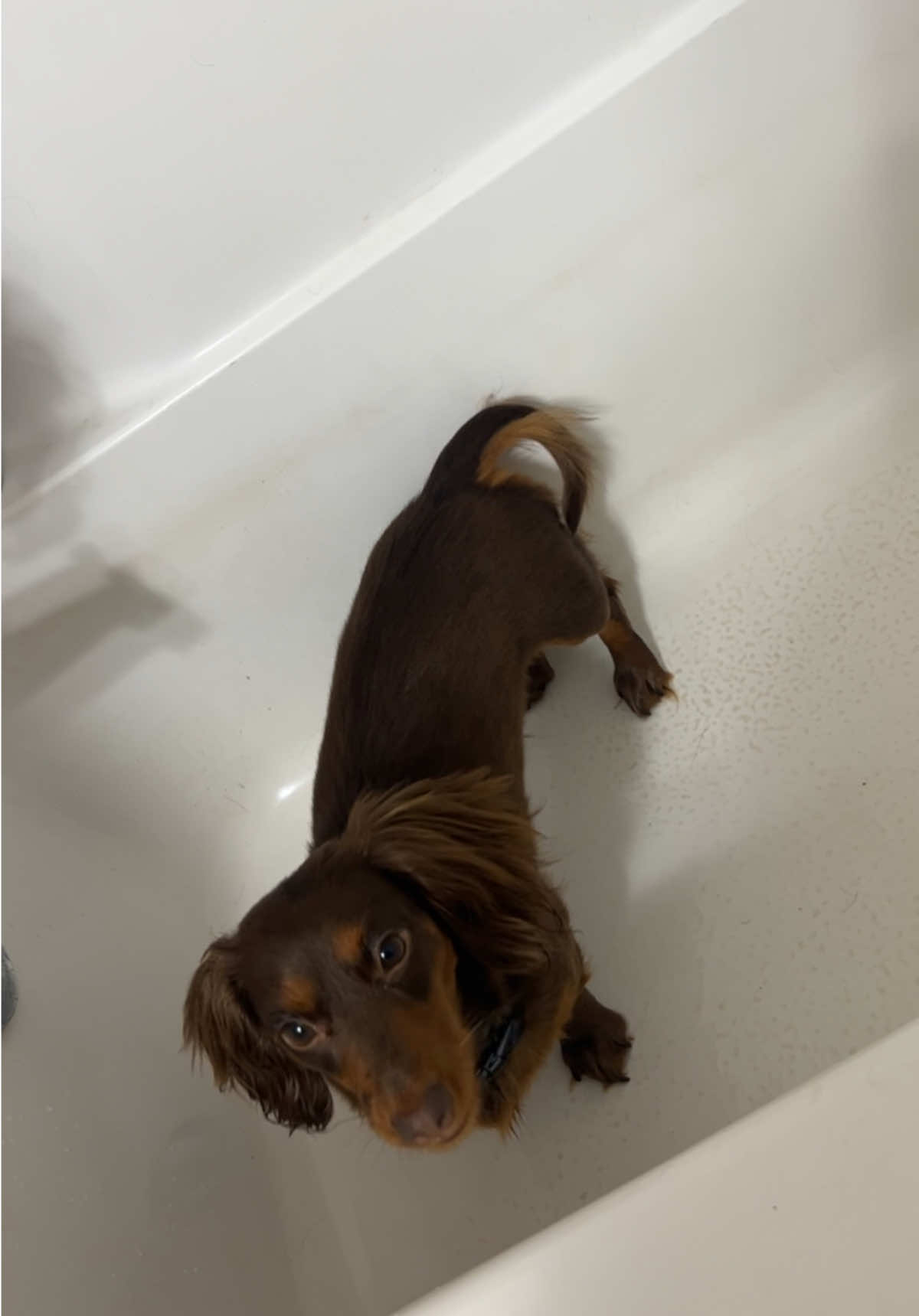 never met a dog who loves a bath as much as miss ruby 👑