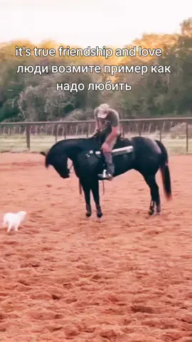 дружба навсегда #CapCut #liuda #любовь #animalsoftiktok #foryou 