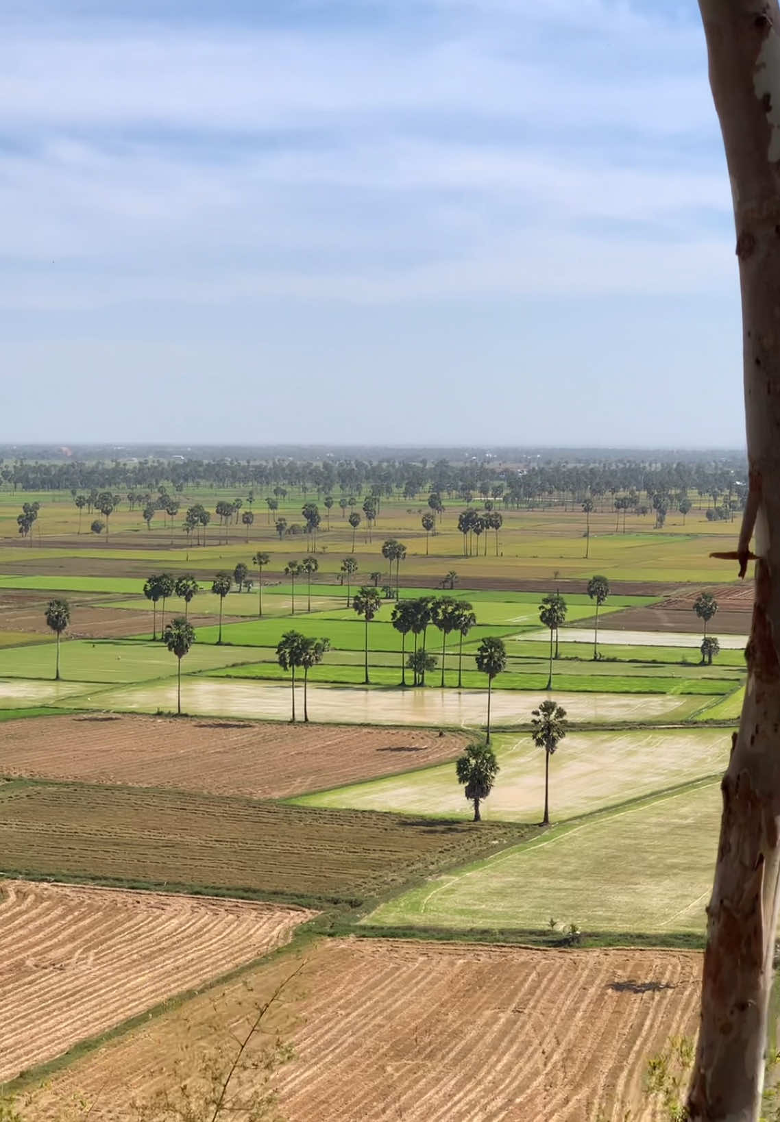 រដូវខ្យល់បក់​ ស្រណោះស្រុកស្រែ​ នឹកម៉ែ​ នឹកពុក​ សុខទុក្ខយ៉ាងណា🌾❤️️#សម្រស់ធម្មជាតិ🌅🌾 
