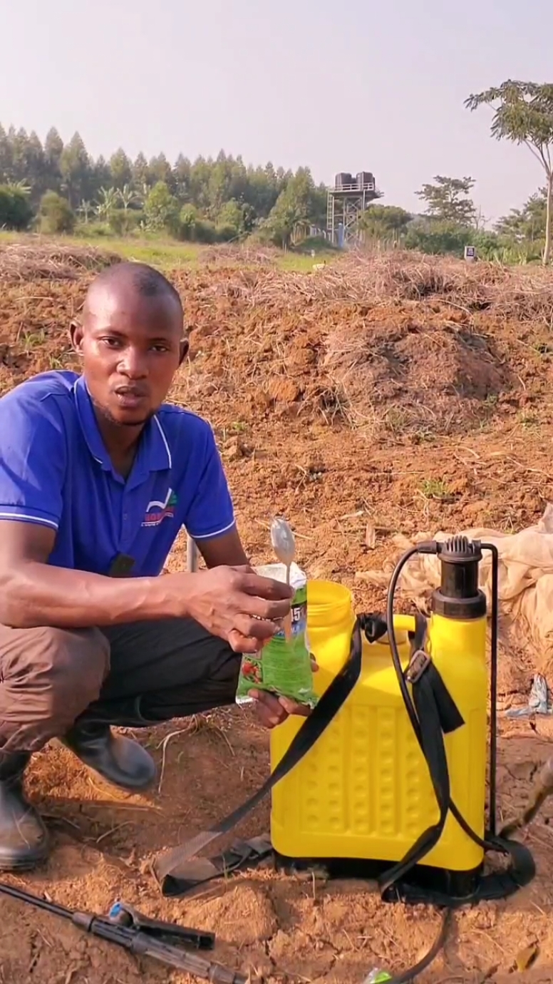 How to spray cabbages for best returns#farming #ugandafarming #munnabuikwe 