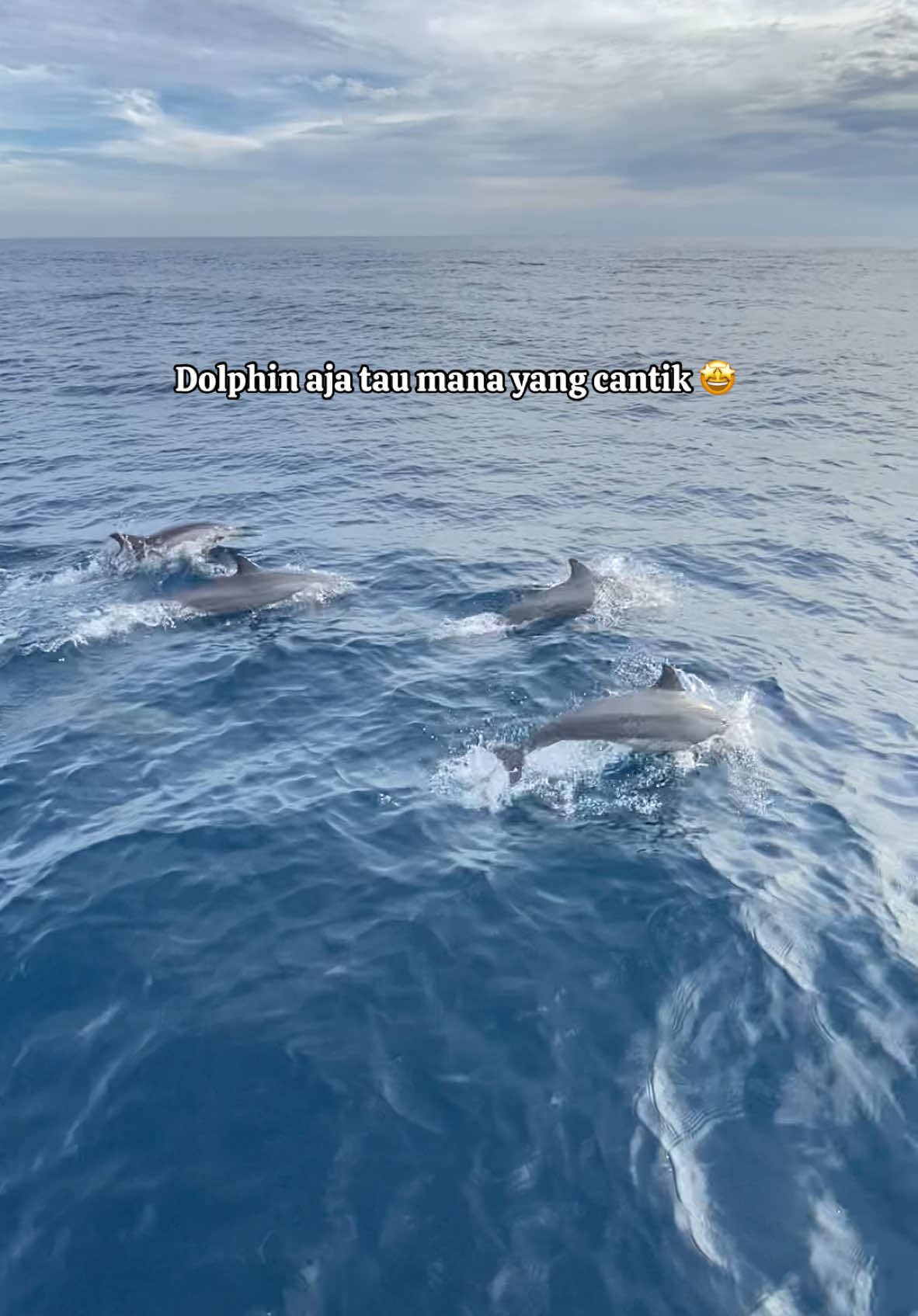 Dolphin kok liat cwe cantik langsung aski 😂😂😂😂😂 #CapCut #JJCapCut #viral #sabangtrip_ #tiktok #trevelling #fyp #dolphin #liburancheck 