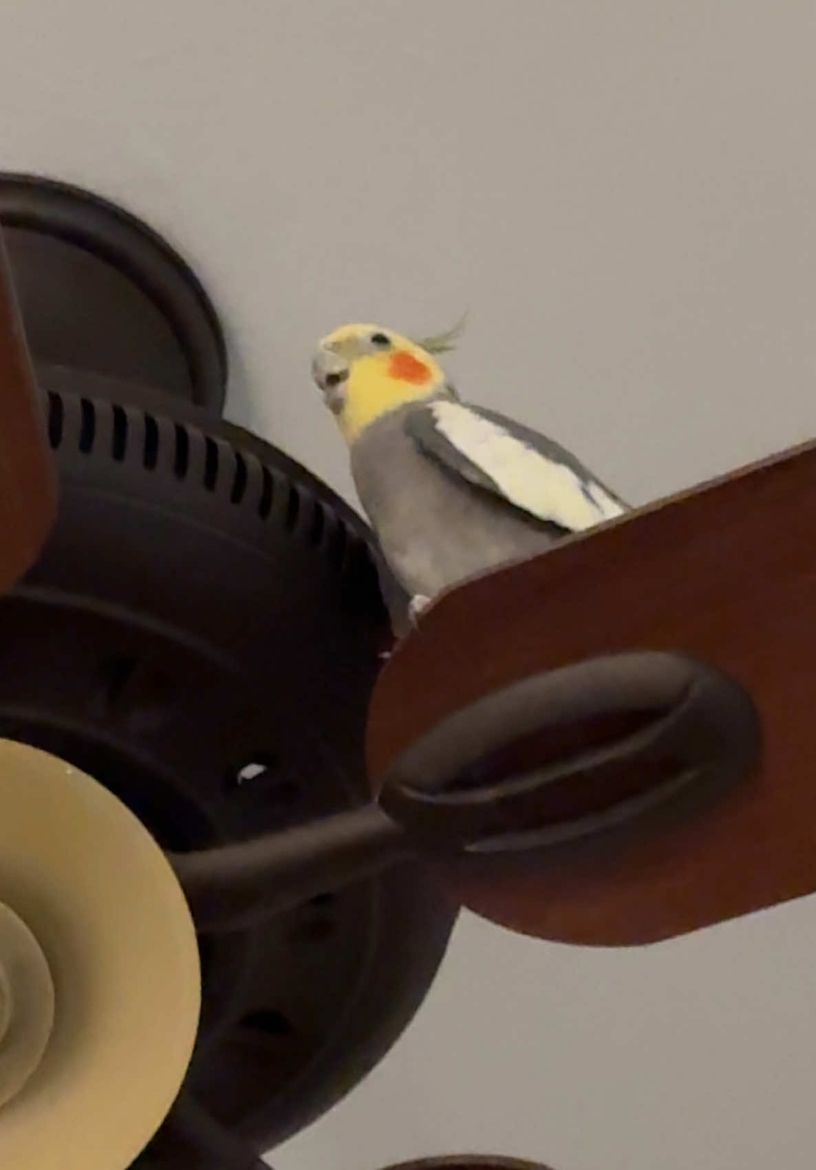 😳 #cockatiel #bird #parrot #fyp #birdsoftiktok #cutebirdvideos #birdwatching #pet #cute 