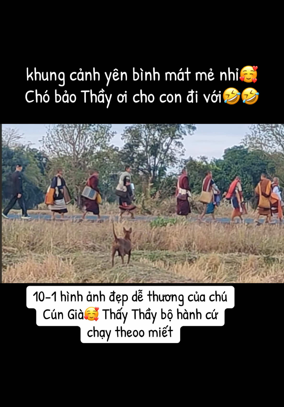 10-1 hình ảnh đẹp dễ thương của chú Cún Già🥰 Thấy Thầy bộ hành cứ chạy theoo miết#longkadaily #thayminhtuemoinhat #thayminhtue #thichminhtue #suminhtuemoinhat #suminhtue #minhtang 