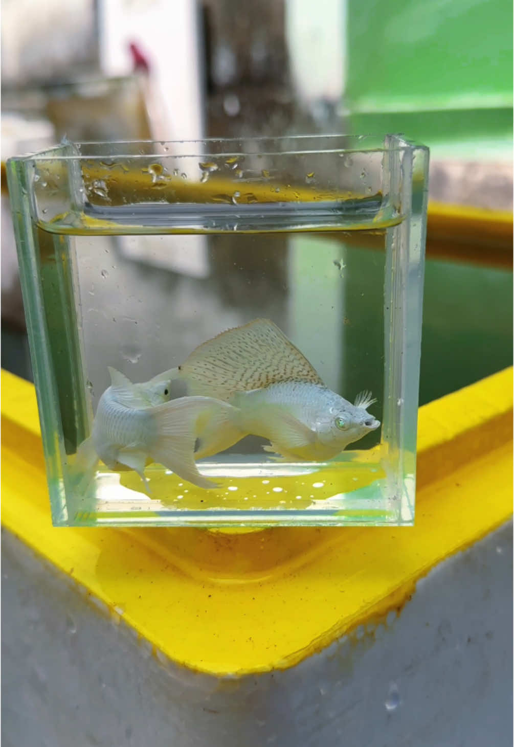 Cá thuỷ sinh #molly #fish