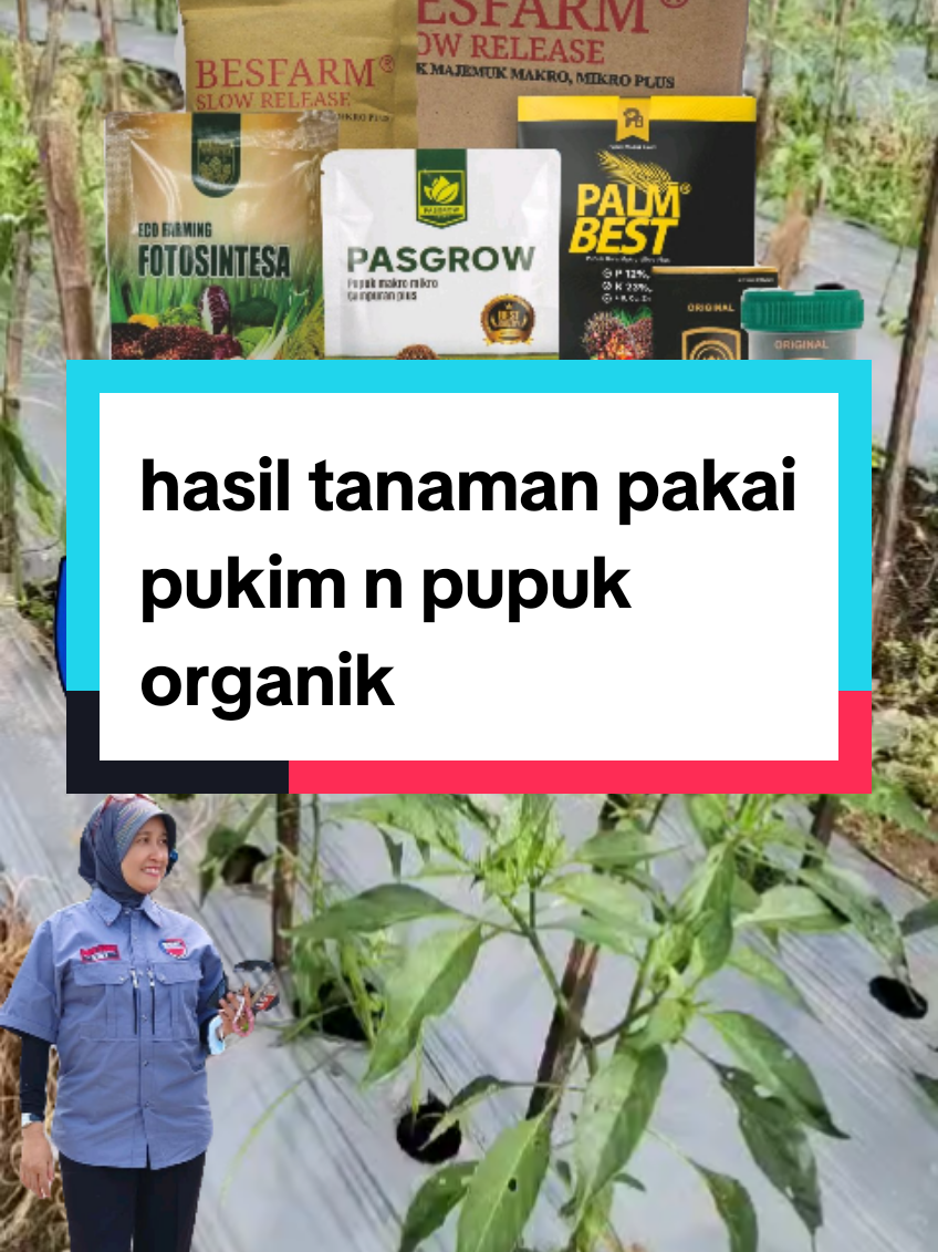 tampak perbedaan antara pemakaian pupuk kimia secara total dengan penggunaan pupuk organik dari PT.Best. #pupukorganiksuperaktif  #pupukajaib  #ramahlingkungan  #sahabatpetani  #solusipetanicerdas  #fypシ゚ 