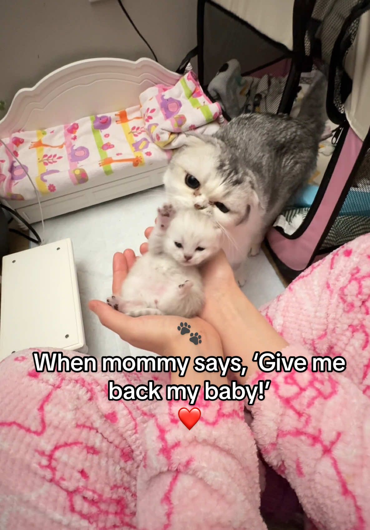 The sweetest rescue mission! 🐾 When mommy says, ‘Give me back my baby!’ ❤️ #smallcat #mother #cat #kittensoftiktok #kitten #catlover #kittenlover #viral_video #foryoupage❤️❤️ #fyp #fypp 