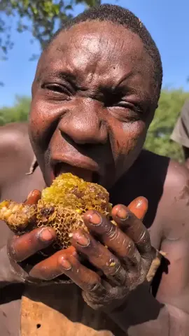 Hadzabe Tribe bush people favorite food is traditional sweet honey they find in the nature, it is significant part of their natural diet in the bush
