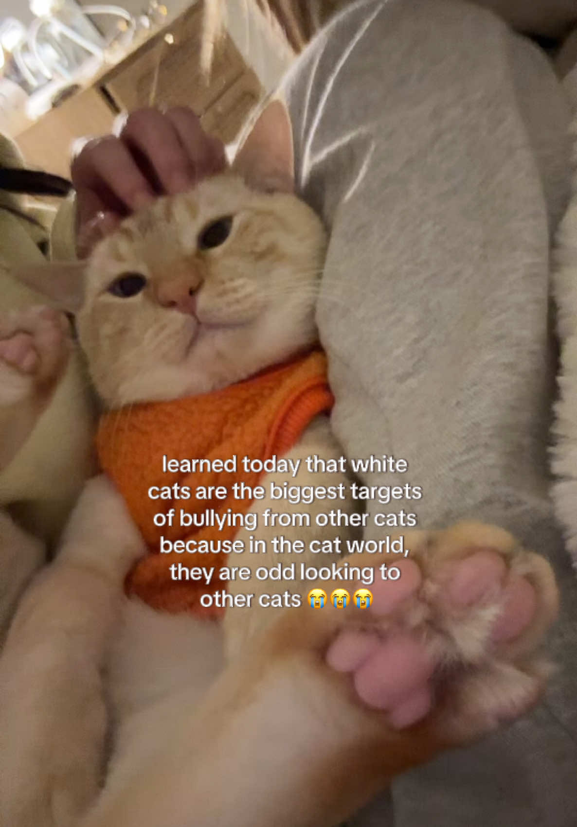 Bobo doesn’t even know how to extend his claws out or make cat biscuits 😭 He’d be COOKED if he went outdoors 😔💔 #bobocat #boycat #flamepoint #domesticshorthair #catvideos #catmemes #catsoftiktok #petcostume #petsweater #carrot  