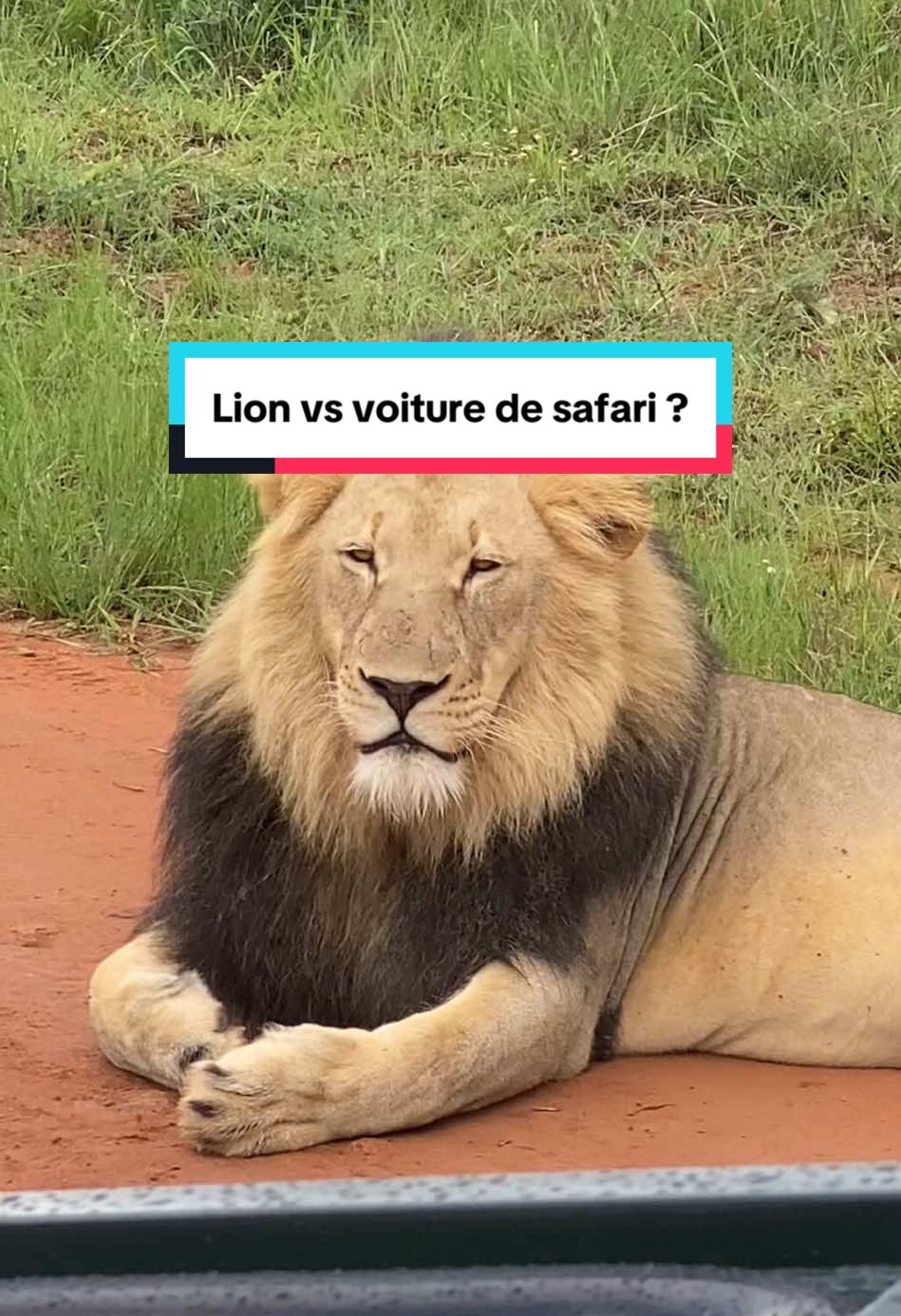 Réponse à @Estelle Prix spécial belles-mères sur tous nos safaris 🦁-👩🥩 est-ce que les lions peuvent sauter dans la voiture de safari ? #pourtoi #fyp 