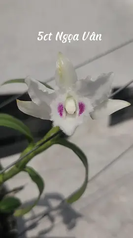 5ct Ngọa Vân hoa bói