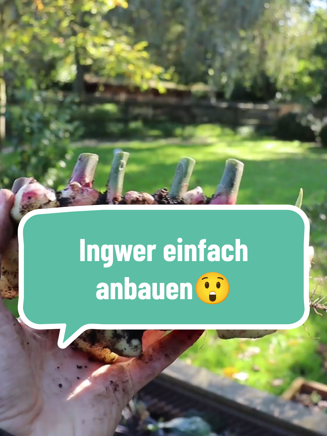 Ingwer anpflanzen, das geht!  Sogar sehr gut. Damit es gelingt sollte man jetzt langsam anfangen den Ingwer zum treiben zu bekommen.🌱  Im Video zeige ich dir, wie ich es mache😊 Erst wenn es bald auch Nachts nicht mehr kalt ist, kann der Ingwer idealer Weise nach draußen in eine Kübel mit möglichst viel Sonne.  Teile gerne das Video, damit weniger China Ingwer gekauft werden muss😁 #ginger #ingwer #gemüsegarten  #nutzgarten #viral #foryoupage  #fyp  #foryou #garden #germany #plants  #plantsoftiktok