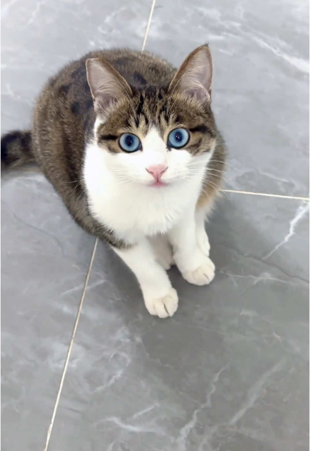 Fortunately, I came out early. Otherwise, he would have rushed in to save me.#cutecat #pet #kucing #kitty 