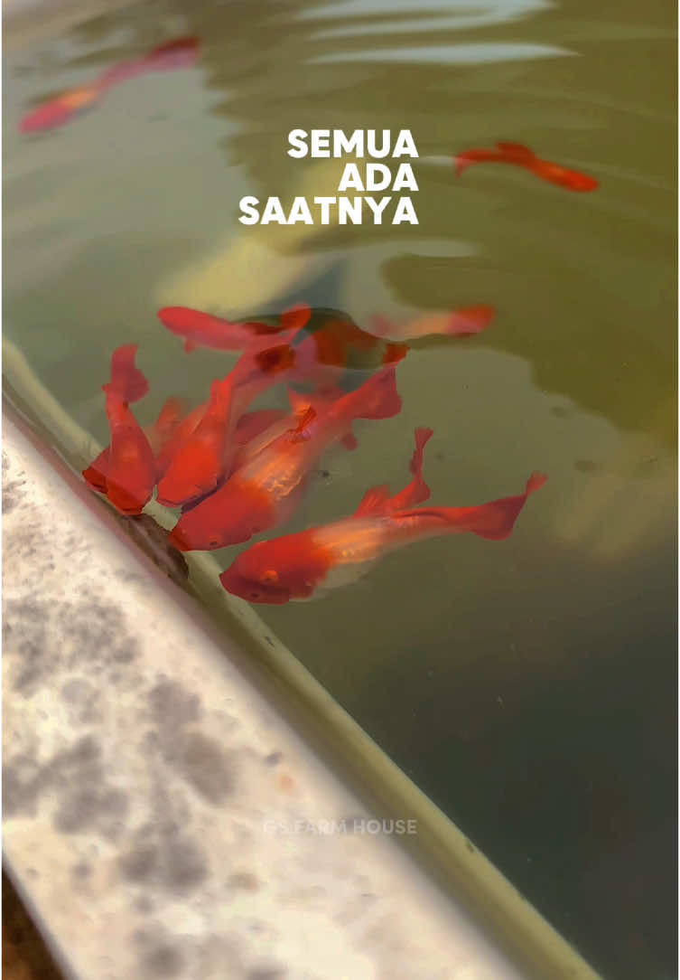 Terlihat Kecil dimata orang tapi terlihat berpotensi besar dimata saya  . . #moina #budidayaguppy #bettafish #ikanguppy #guppyfishtank #guppy #guppyfish #4u #viral #ikanhias #lampung #4you #perikanan #peternakan #farmhouse #ceramah #uas #abdulsomad 