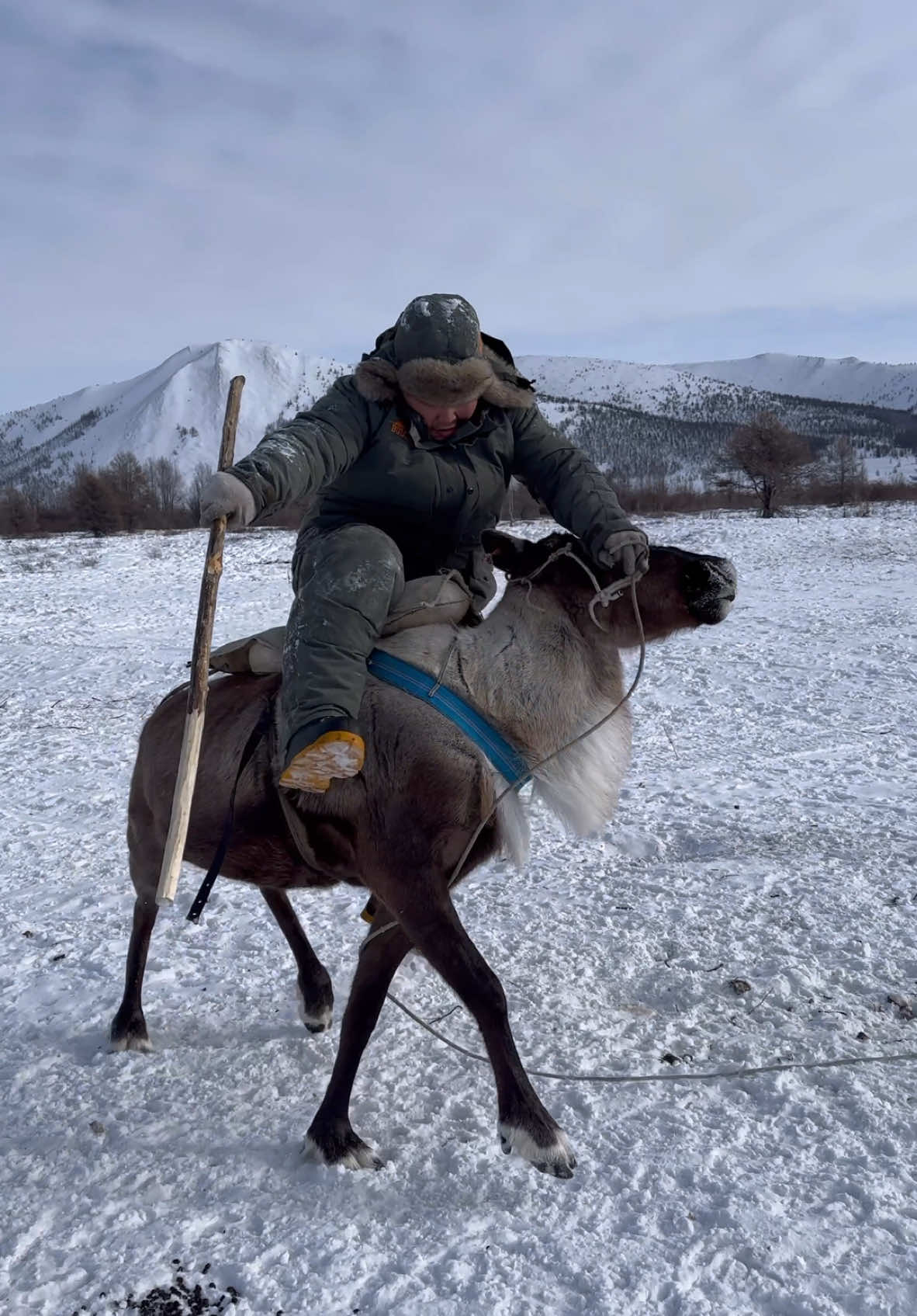 A riding deer “Uuchah” / Верховой олень “Уучах” Pandasakha Yakutia❄️ #winter #north #permafrost