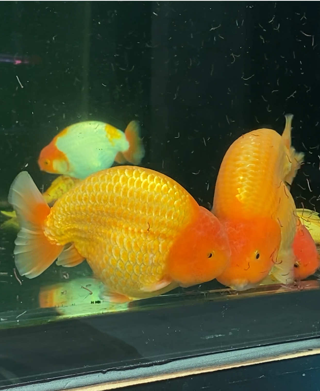 Menu apa hari ini? #fyp #fypシ #ikanhias #maskoki #maskokiindonesia #maskokimalang #maskokiranchu #maskokioranda #goldfish #goldfishindonesia #goldfishmalang #goldfishpond #goldfishtank #goldfishkeepers #goldfishranchu #goldfishoranda 