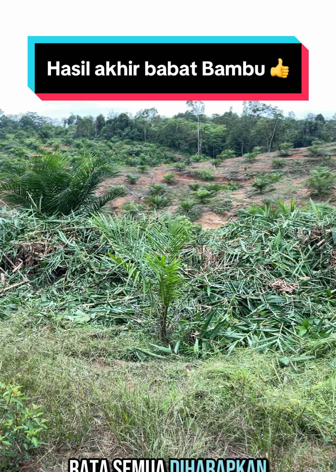 Hasil babat bambu menggunakan mata pisau bulat 👍  #kelapasawit #sawit #petani #petanisukses #petanimilenial #petanimuda #petaniindonesia🇮🇩🇮🇩🇮🇩🌿🌿 #sawitsumatra #petanisawit #masukberanda #fyp #fypシ゚viral #fypシ #bossawit 