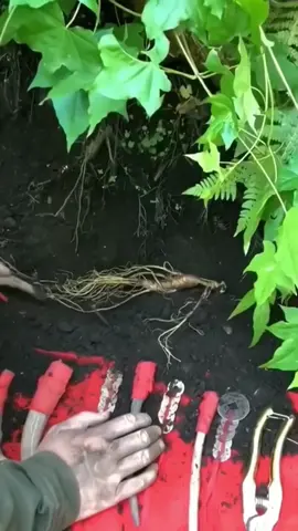 Panen Akar gingseng #akargingseng #pertanian #tipsberkebun 