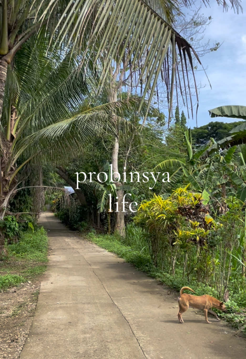 life in pinoy probinsya… or lets say me visiting family in probinsya 🪸🌊🫧🥥 #philippinestiktok #tiktokph #pinoytiktok #cebu #probinsya #Summer #family #visit #explore #fyp #fy #viral #trending #wasian #travel #girl #life #🇵🇭 #nature 
