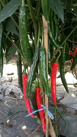 Menyala cabekuuu 💥💯🌶️ #cabe #cabai #cabemahal #cabaimahal #cabemerah🌶🌶🌶🌶 #cabaimerah #agriculture #agricultura #indonesia #petaniindonesia🇮🇩🇮🇩🇮🇩🌿🌿 #petanimilenial #petanimuda #petanimodern #bandung