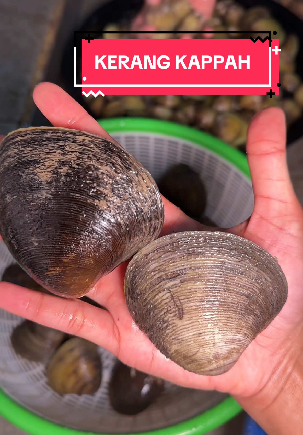 Kata ibu ini Kerang Jinny oh Jinny 🧞‍♀️