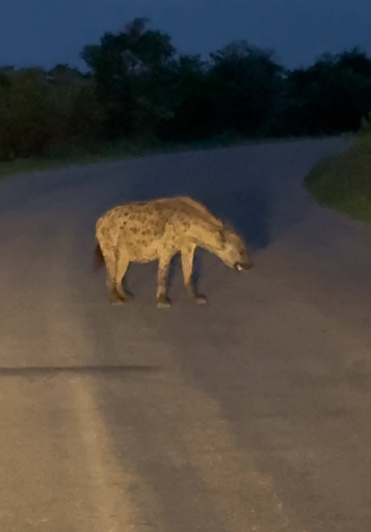 The hyena’s morning call pierces the quiet dawn, a haunting series of whoops that echo across the wild. It signals the night’s end, marking its presence as the day begins. #krugernationalpark #amazinganimals #safari #funnyanimals #hyena 