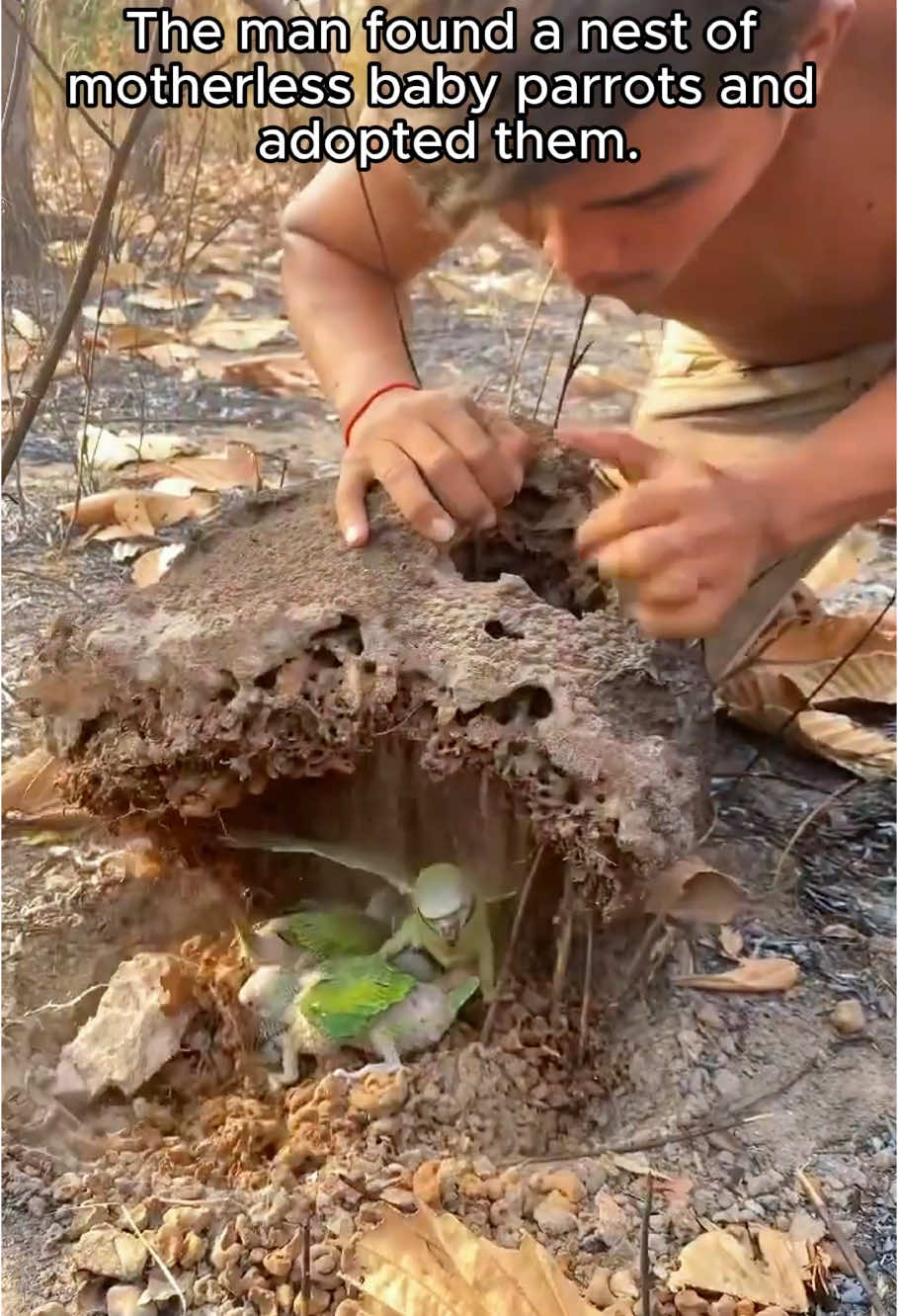 Man found a nest of motherless baby parrots and adopted them #rescue #animals #animalsoftiktok #parrot #parrotsoftiktok #fyp 