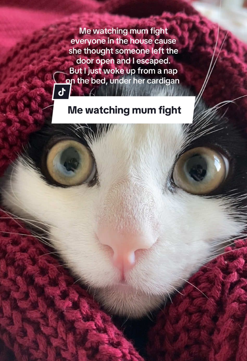 Mum has heart attack whenever she can’t find me #tuxedocatsoftiktok #cattok #kittensoftiktok #kittentok #kitten 