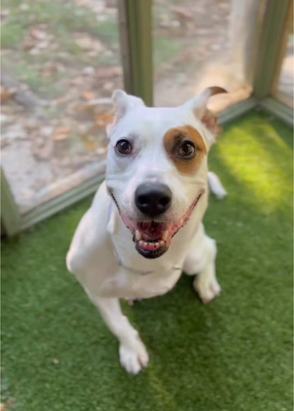 Infinitely better 🥹 infinitely meaty 💛  We love seeing rescue dog Petra getting spoiled with her PEDIGREE CANINE COOKOUTS treats!  #DogTreats #DogLove #PEDIGREEAdopt