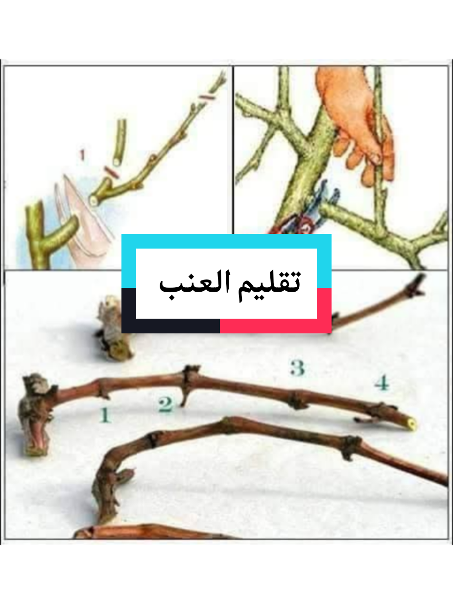 تقليم✂️ اشجار  او شجيرات العنب 🍇 شجرة العنب من اكثر الاشجار المثمرة استجابة للتقليم؛ فيراعى عند تقليم شجيرات العنب الصنف، وعمر الشجرة، وطريقة التربية، والموقع الجغرافي الذي يحدد الموعد الملائم للتقليم. وعموما نعتمد على وقف التقليم عند سريان العصارة وانتفاخ البراعم . 🍇  بالنسبة لطريقة تقليم العنب تختلف باختلاف الصنف : 🍇 سلطي،خضاري،عجلوني،بيرليت،كاردينال،إيطالي،نترك من 3-4عيون على الفرع. 🍇زيني،حلواني،نترك 3-8عيون وفقا لطريقة التربية. 🍇الأصناف عديمة البذور ( بناتي،تومسون، سوبيرو) نترك من 8-12عينا. 🍇اذا لم يكن الصنف معروفا لفني التقليم يمكن اللجوء الى التقليم المختلط اي احد الأفرع 3-5عيون والفرع الذي يليه 6-8عيون. #الزراعة #الزراعة_المنزلية #زراعة_النباتات #الري #الزيتون #اسرار_الزراعة #زراعة #العنب@المهندس الزراعي 🌳 