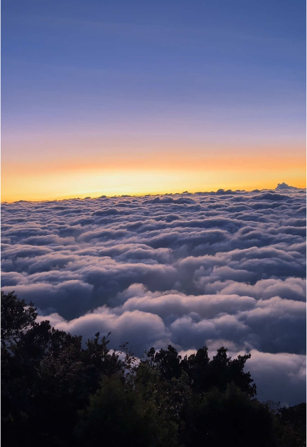 Info samudra awan yang lebih indah dari cikuray 🥹 #gunungcikuray2821mdpl #gunungsangar #puncakmega #gunungpuntang #gunungsumbing3371mdpl #gunungjabar #gunungsumbingviakaliangkrik #gunungslamet3428mdpl #gedepangrango2958mdpl #sindoromountain #cikurayviatapakgeurot #cikuray_2821mdpl #cikurayviapemancar 